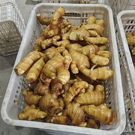 唐山大姜
