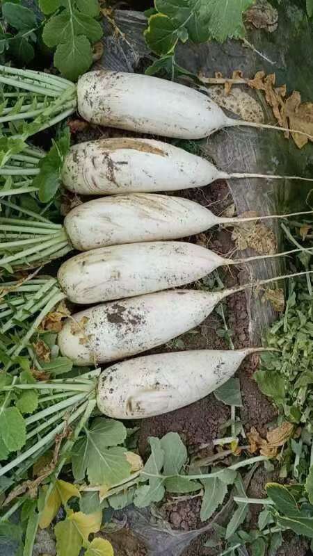 南通新鲜白萝卜江苏南通海门直发天然健康好吃又实惠的根茎蔬菜