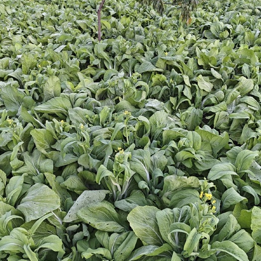 惠州白菜苔