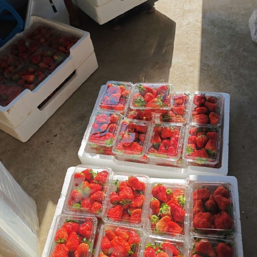 东台市红颜，淡雪草莓，有机农庄产品国有企业，有认证证书，
