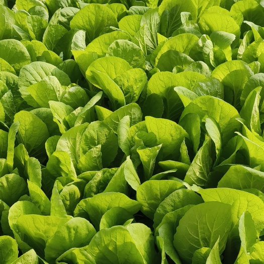 日照东港新鲜小白菜 当季优质叶菜 现摘现发