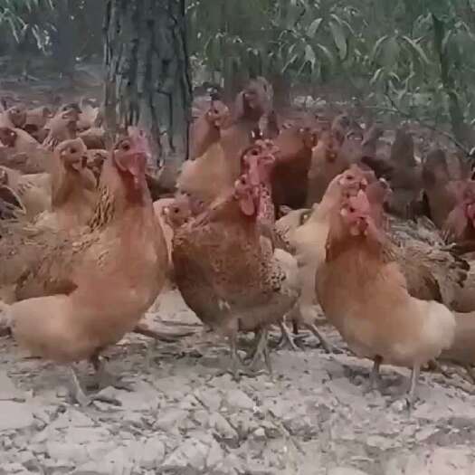 桂林虫子养土鸡，生长在漓江源头两岸，喂五谷杂粮，叮啄草虫子