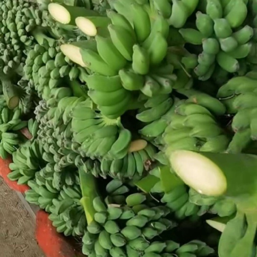 南宁小米蕉