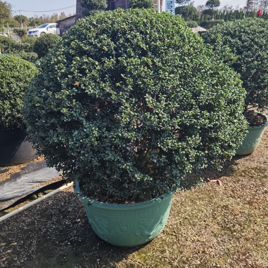 佛山龟甲冬青球，高度40-60-80-1米均有容器苗，广东顺德发
