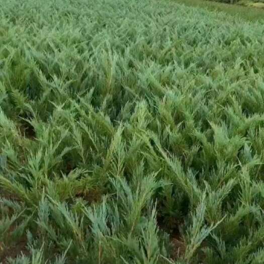 沭阳县苗圃大量出售高度30-50厘米沙地柏，货源充足，欢迎各位老板