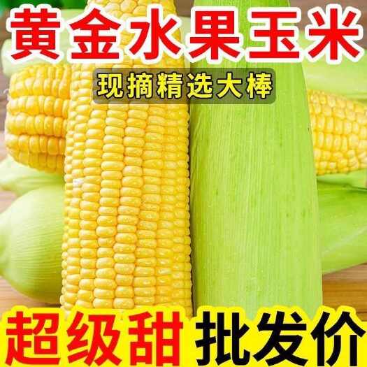 宜良县云南德宏新鲜水果玉米 甜糯可口 当季采摘 江南区直发