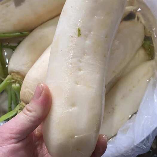 汕头醋萝卜批发