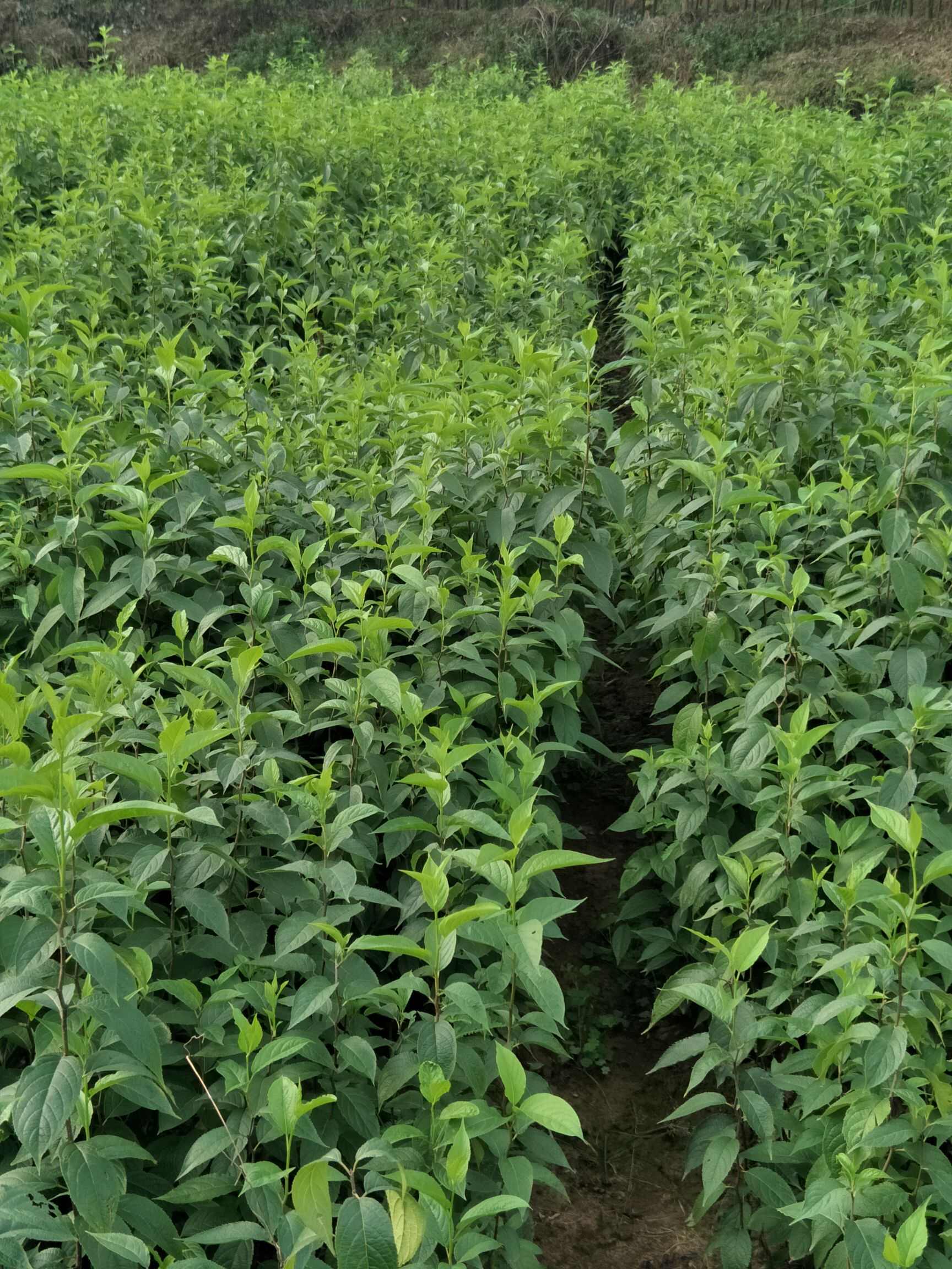 杜仲苗高度60公分庆津提供检疫证技术指导多种配送方式可开发票