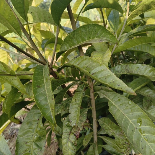 芒市在几十颗母本当中精选出来优质果型挂果率高的品种来做枝条嫁接。