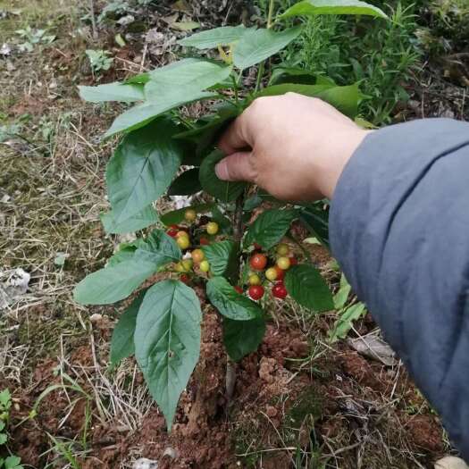 宣恩县樱桃苗，南方樱桃苗，红妃樱桃苗，挂果樱桃苗