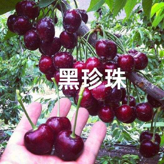 遵化市车厘子大樱桃苗