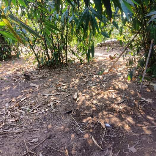 钦州竹竹林矮岭转让