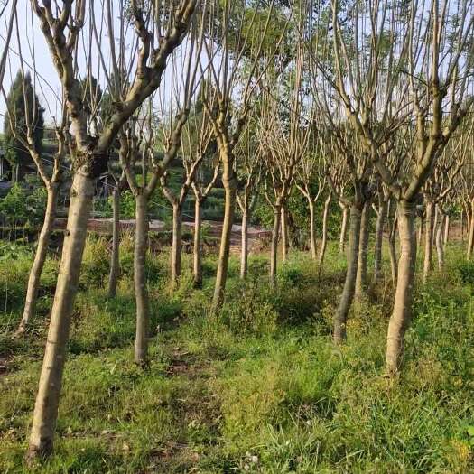 重庆市重庆大足区供应优质蓝花楹苗木，15-20直径。量大从优