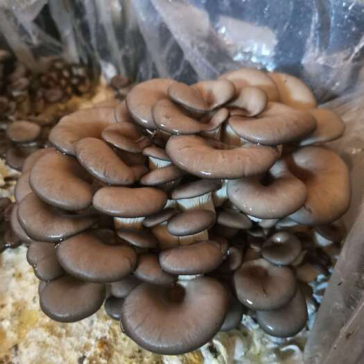 金溪县最新栽培技术种植优等食用菌菇、鲜平菇，产量惊人，自产自销