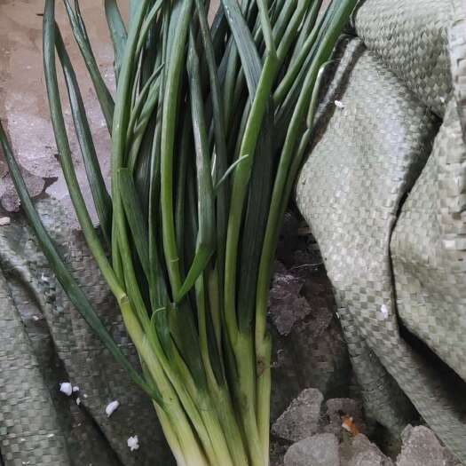 分葱销售