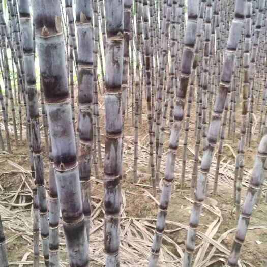 贞丰县黑皮甘蔗