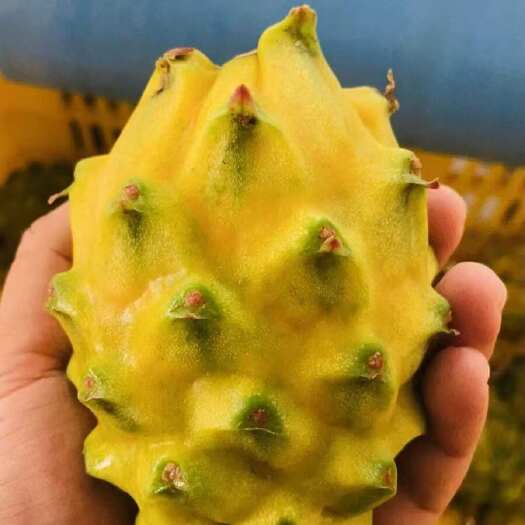 三亚海南三亚新鲜燕窝果产地直发环保包装满口香甜果胶丰富吉阳区发货