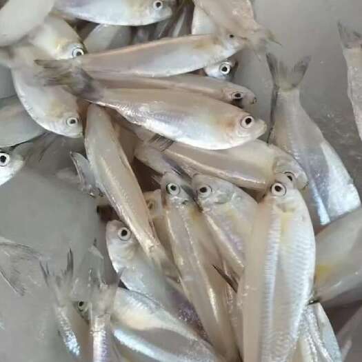 廉江市白鳞鱼