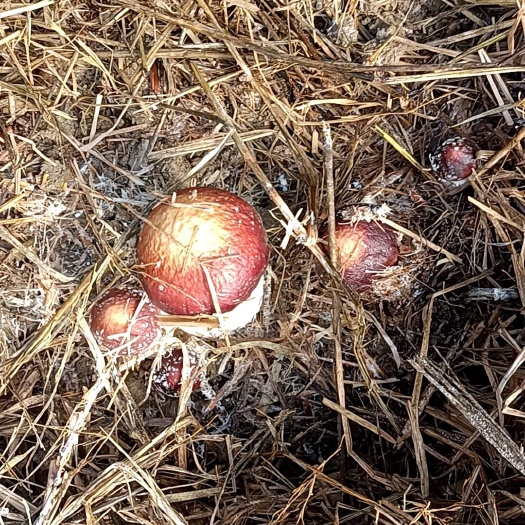 长沙赤松茸新品出货中，长沙地区每天直达