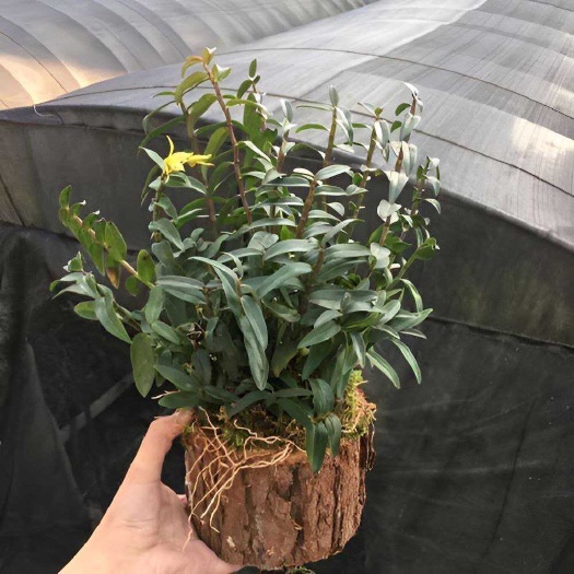 可食用铁皮石斛苗 霍山源种石斛苗 霍山原种石斛苗盆栽石斛丛苗