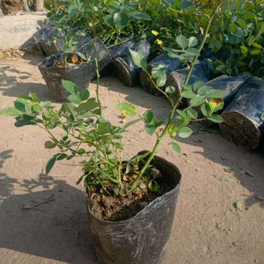 沭阳县基地大量出售，大杯品种月季，地栽苗，规格齐全，货源充足