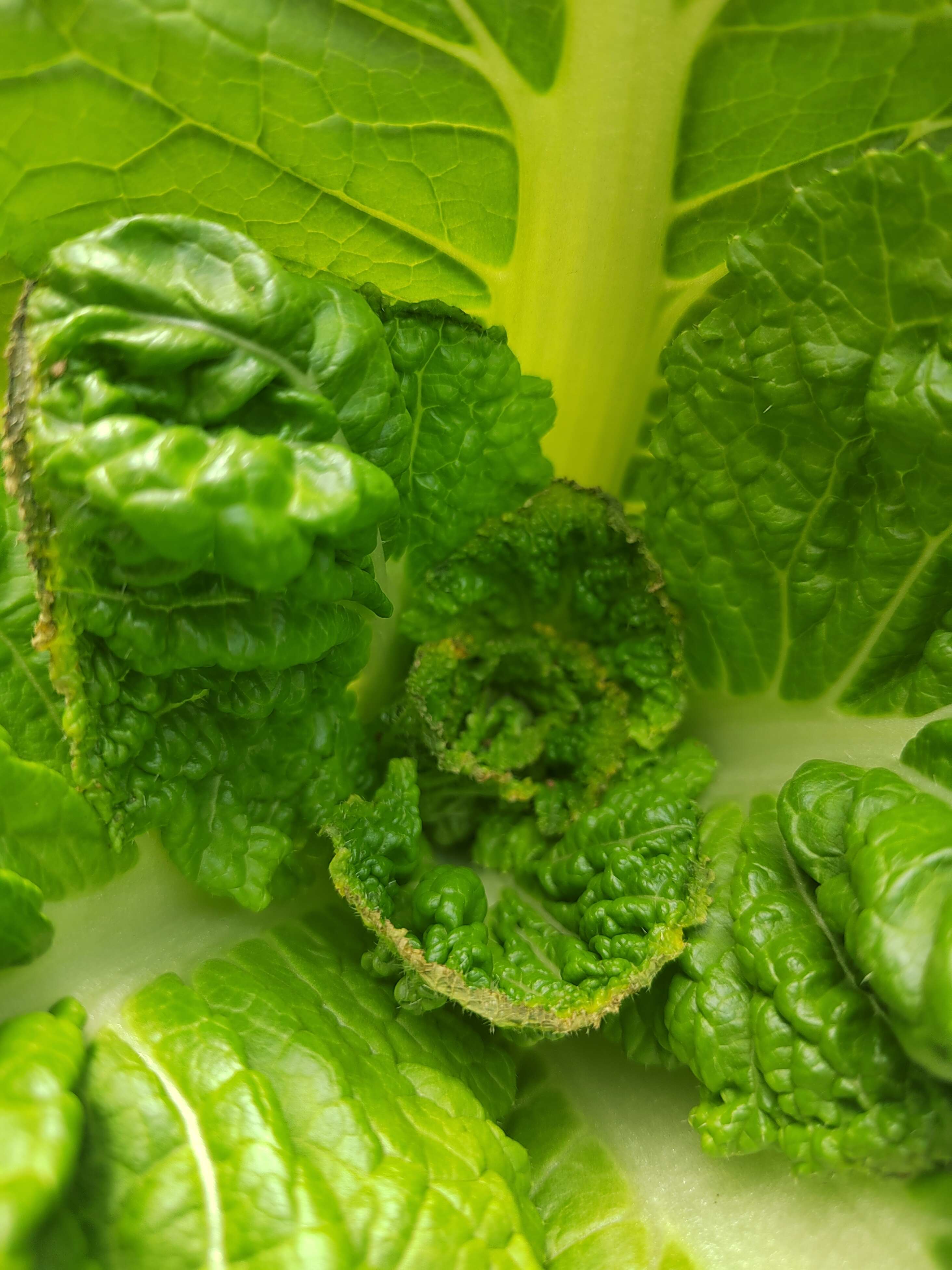 白菜发生这种情况用什么药,什么原因造成的