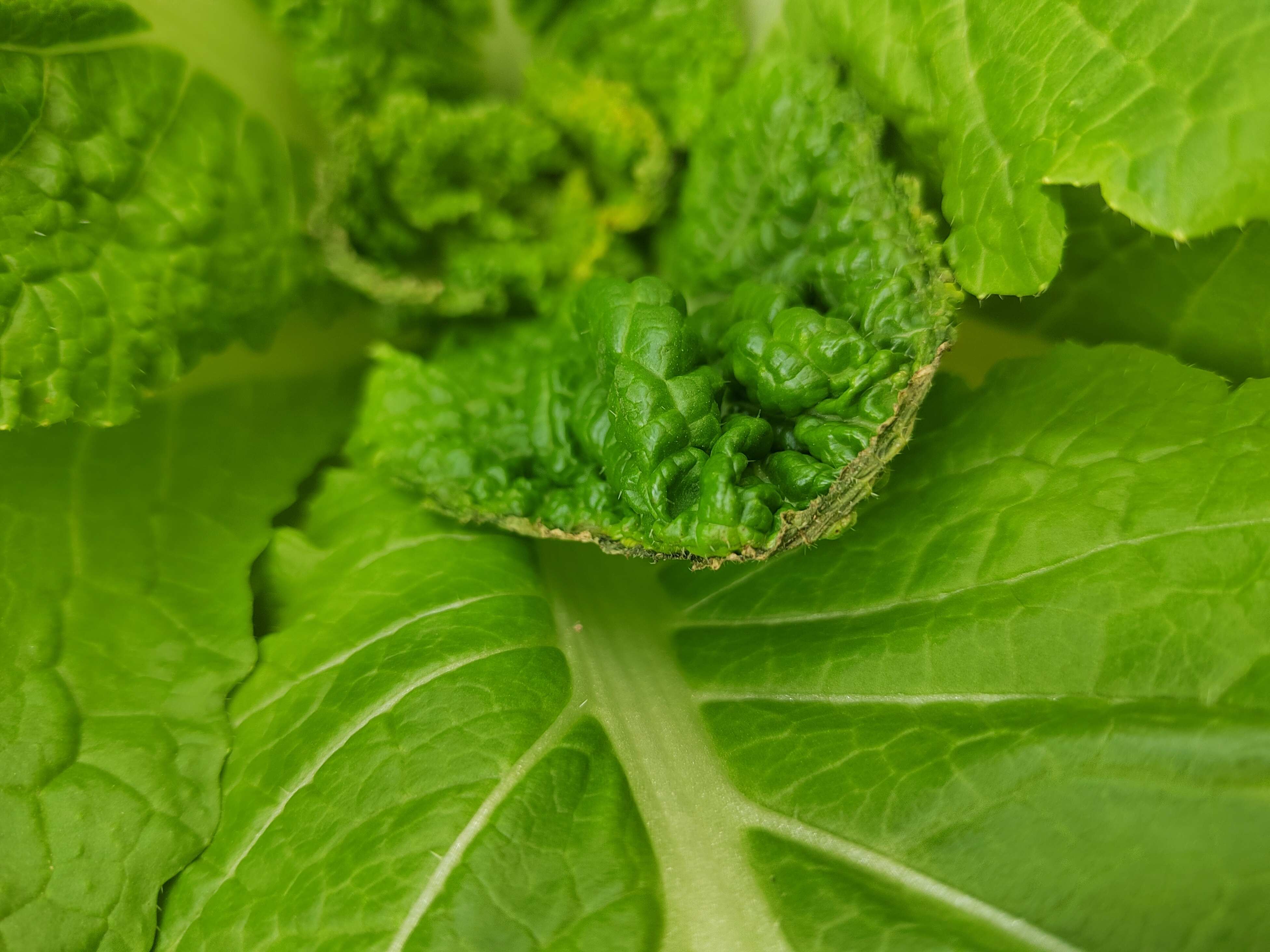 白菜发生这种情况用什么药,什么原因造成的