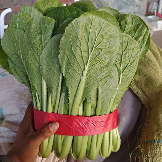 邯郸绿根小白菜  一年四季供应  颜色好  耐放