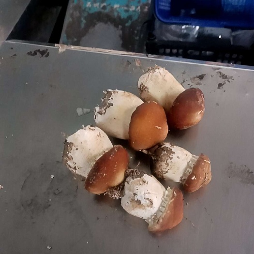 长沙赤松茸