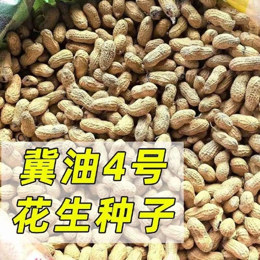 冀油4号
