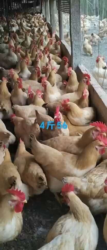 140天三黄鸡