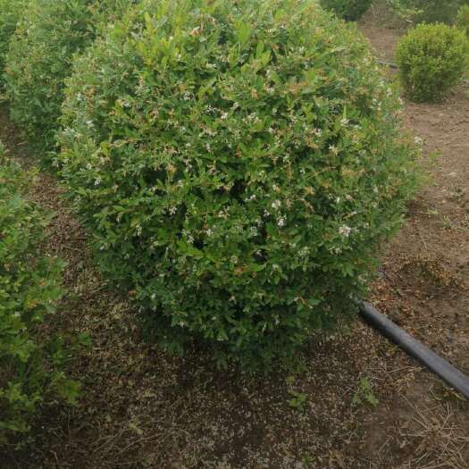 沭阳县基地大量出售，水蜡球，规格齐全，货源充足，欢迎各位老板来电交
