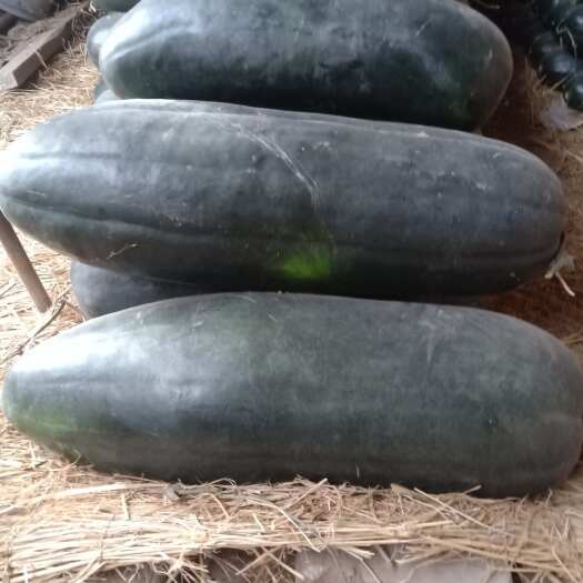 阜康市黑皮冬瓜