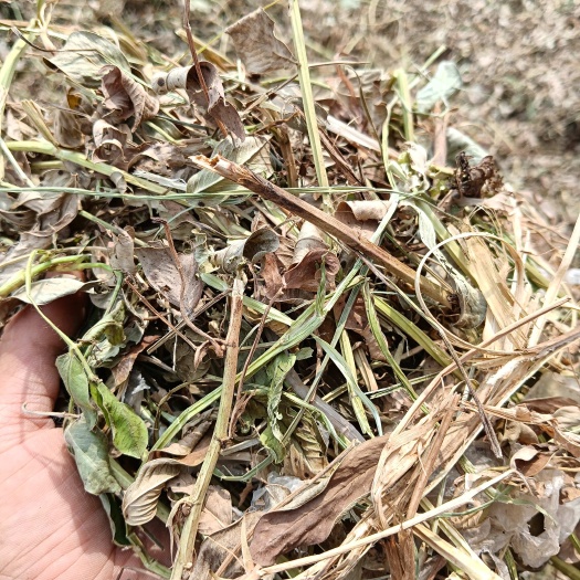 莘县花生秧