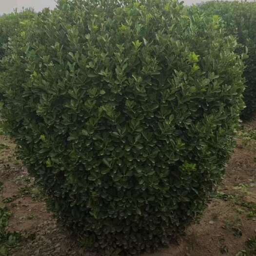 沭阳县基地大量出售，大叶黄杨球，规格齐全，货源充足，欢迎各位老板来