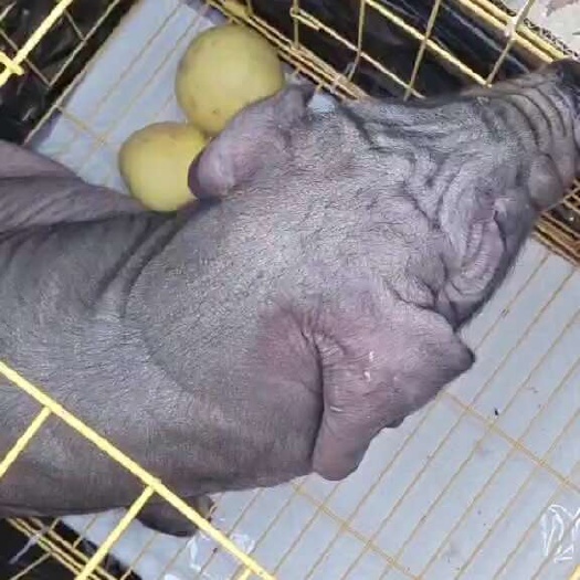纯种太湖母猪