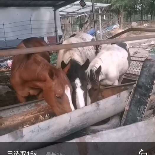 济南肉马，赛马，散养精致食料喂养