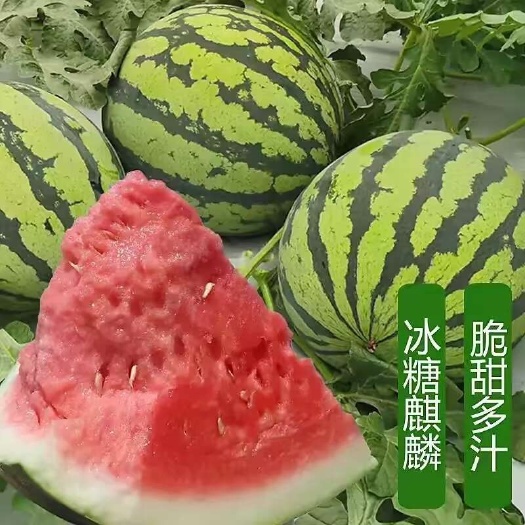 【店长推荐】麒麟美都西瓜，大量现货供应，按需打包，一条龙服务