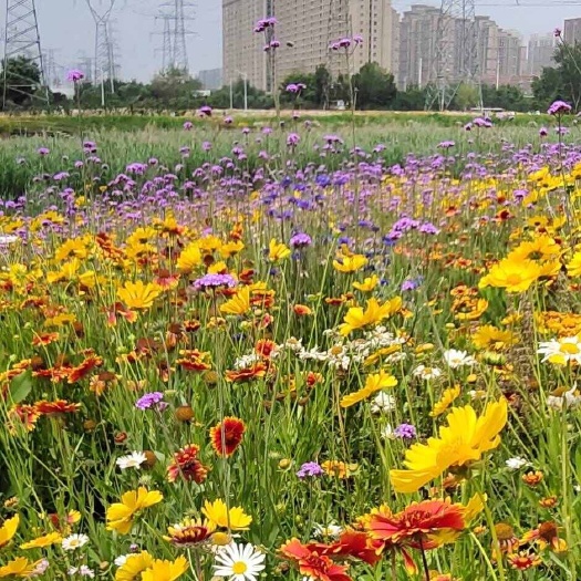 郑州花组合花色多，花期长，花海景观