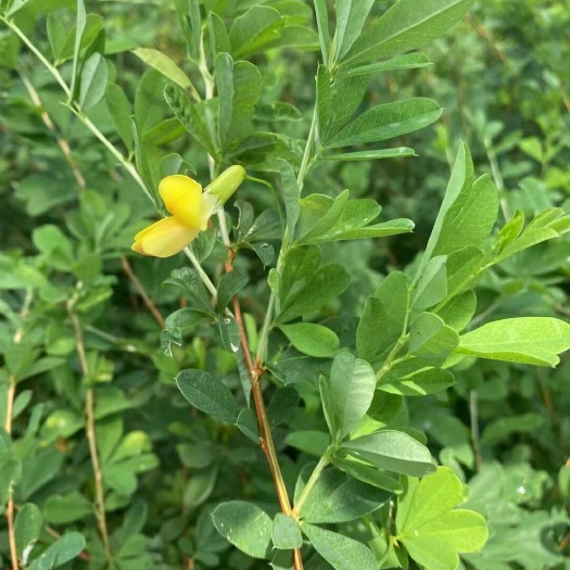 南雀花苗  可食用  包成活  大量现货供应  需要请联系