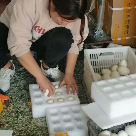 嘉祥县新鲜鹅蛋  送礼大鹅蛋  生态毛重1.5kg(100克+)