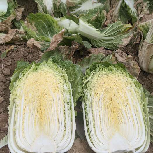 新野县绿色健康 来自新野的脆甜葉菜 精选好货 直发  黄心白菜