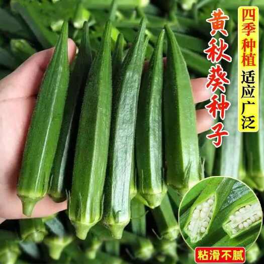 成都不易老水果黄秋葵种子生吃 好种的水果黄色秋葵种籽蔬菜种子