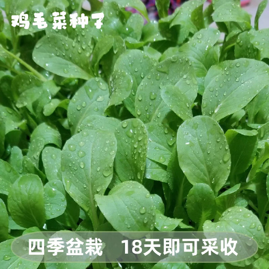 成都全新鸡毛菜种子 有机小白菜抗热蔬菜种子白菜籽小青菜播种菜籽耐