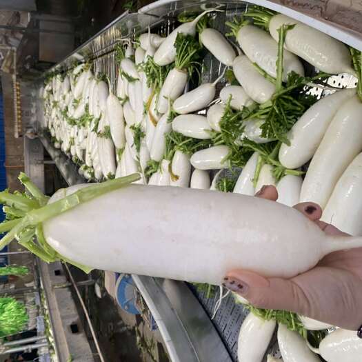 枝江市新鲜白萝卜（湖北宜昌）品质保证值得信赖，口感脆甜水分足~