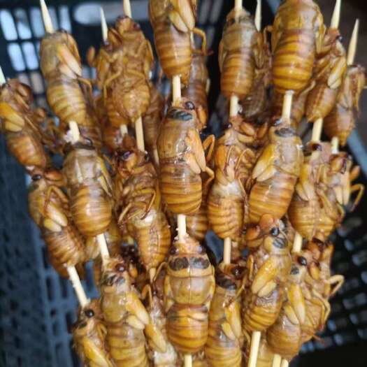 商洛杜仲金蝉，秦岭大山里的金蝉