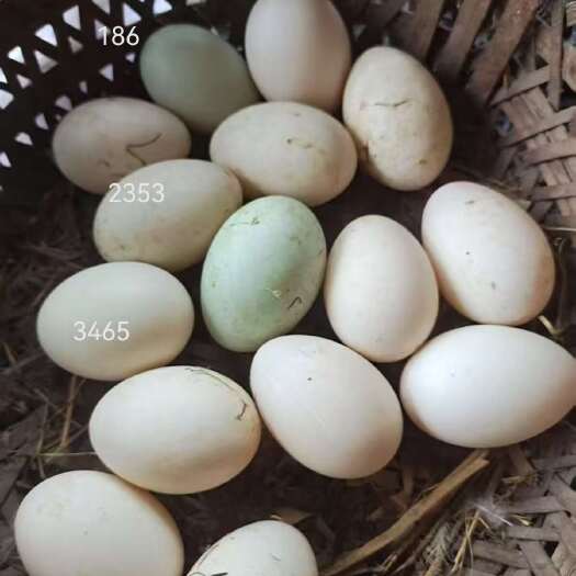 重庆市水塘散养鸭子，新鲜鸭蛋大量供应