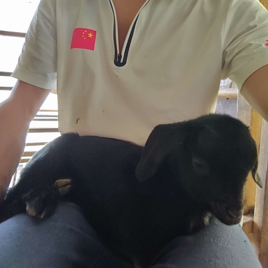明溪县福建明溪放养的本地土山羊