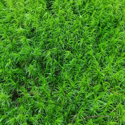苔癣