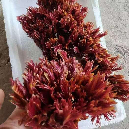 大竹县大竹县石河镇原产地代发保质保量欢迎各位老板洽谈